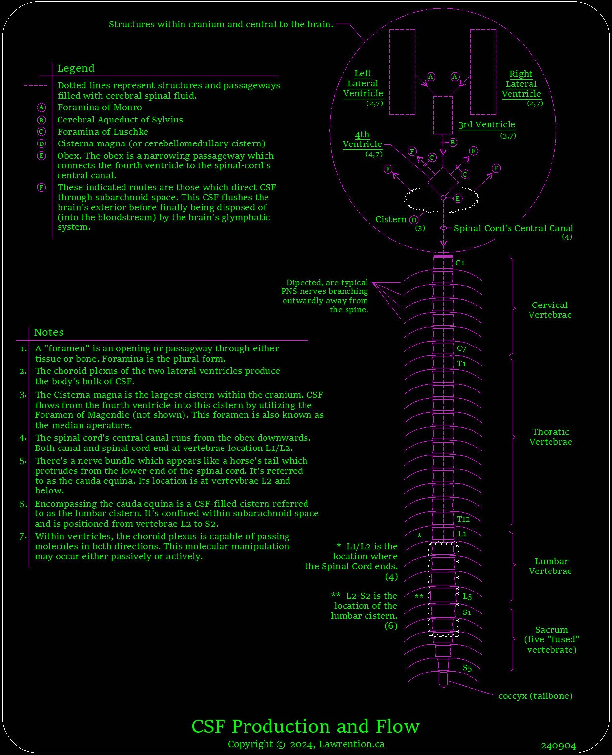 Cerebral Spinal Fluid production and flow