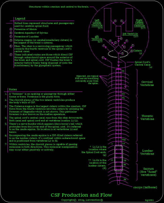 Cerebral Spinal Fluid Flow