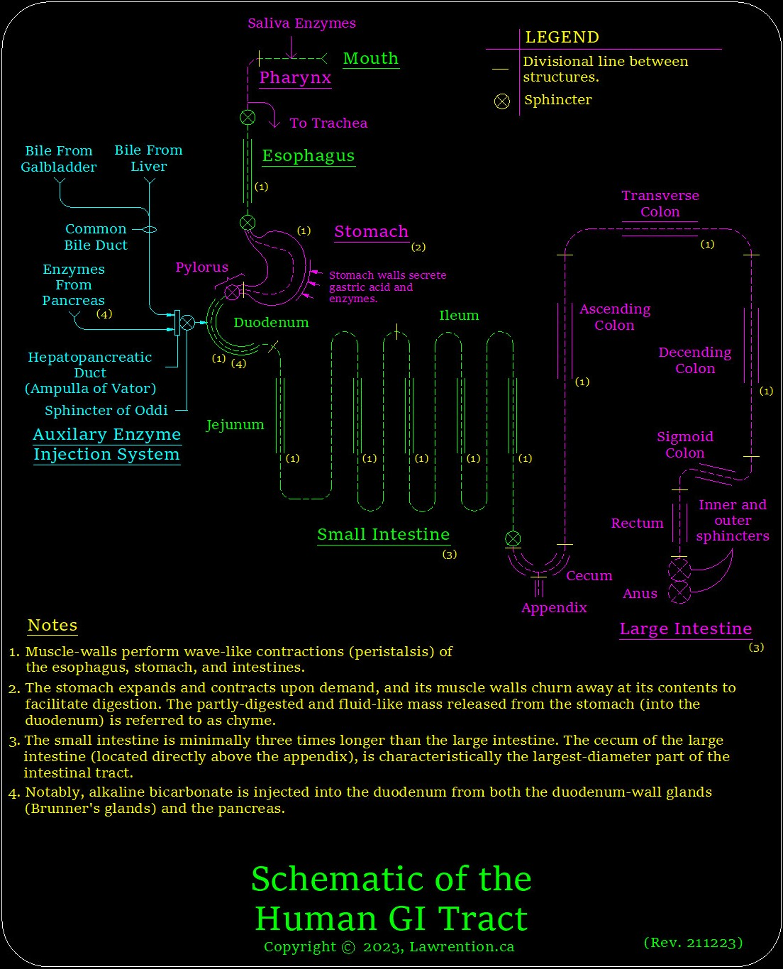 GI Tract Schematic