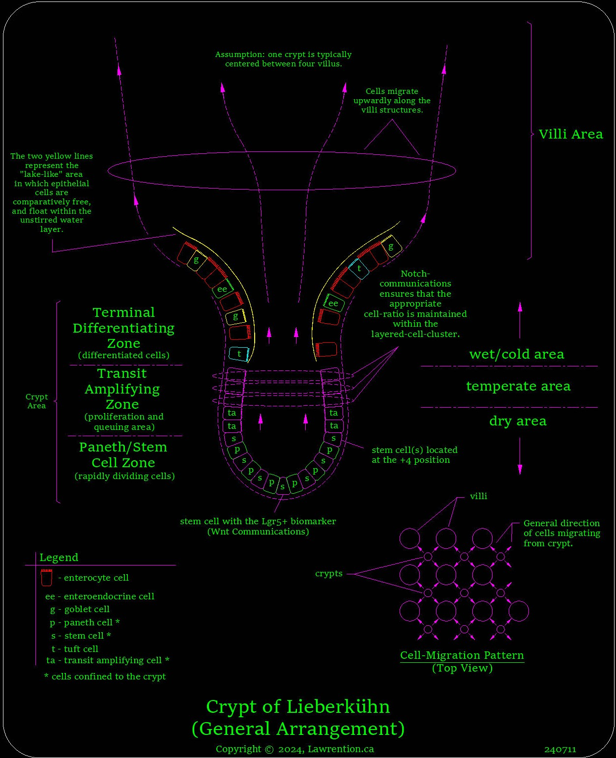 enterocyte crypt